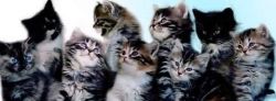 Gorgeous Siberian Kittens for sale
