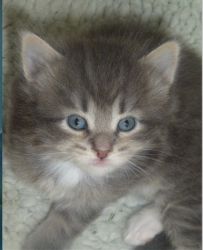 Beautiful Siberian Kittens for sale