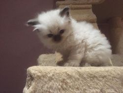 Stunning white cream point Siberian kitten for sale