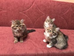 Sweet mitted Hypoallergenic Siberians