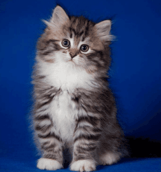 Siberian Kitten - Abigail Ready For a New Home (xxx) xxx xxx9