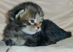 Stunning Siberian Kittens for sale