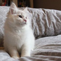 Stunning Siberian Kitten Available
