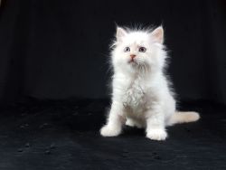GCCF active Male and Female Siberian Kitten