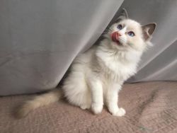 Siberian Kittens For Sale