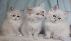 Siberian Kittens for sale