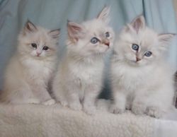 Beautiful Siberian kittens are ready for new homes
