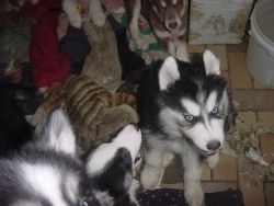 AKC-registered Siberian Husky puppies, 2 mos, blue eyes