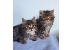 Siberian Kittens for adoption
