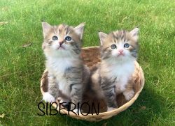 Siberian kittens - Massachusetts