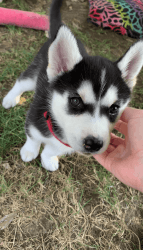 Purebred Siberian Husky Puppies Available!!