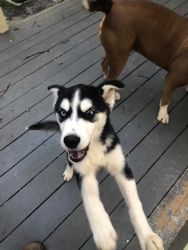5 month old male husky