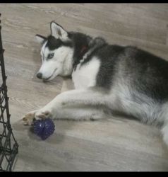 11 month old Siberian husky black and white very friendly with kids an