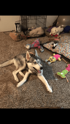 Husky that has it all needs a new home