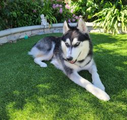**MUST RE-HOME OUR SWEET HUSKY GIRL**