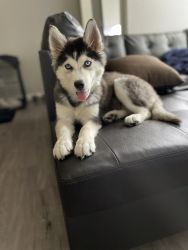 5 Month Old Siberian Husky For Sale