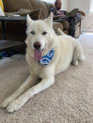 White 3 year old male husky