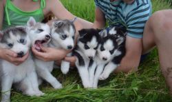 patient Siberian Husky Puppies