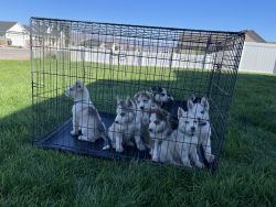 Purebred Siberian Husky pups for sale!