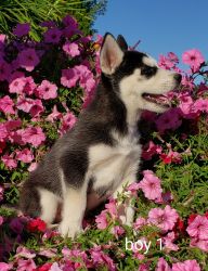 Purebred Siberian Husky puppies born June 24 .{xxx}[xxx](xxxx)
