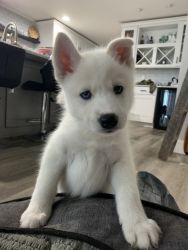 Samoyed/Husky (Samusky) puppies for sale! Born 7/21/21