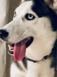 Husky looking for a good home