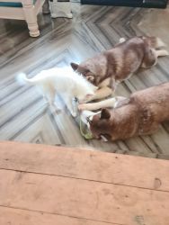 2 huskies for sale. Male and female. 11 months old