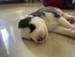 Siberian husky puppy for sale in chennai