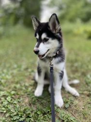 3 Month Old Husky Puppy