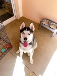 Loving Husky is looking a loving family