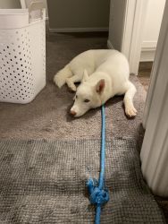 Fully white husky need to rehome