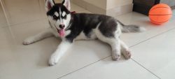 Husky -3 months old