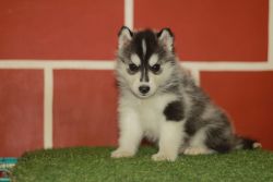 50 days old pure breed Siberian Husky Male