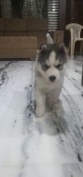 Siberian husky (blue eyes) grey/black and white