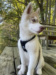 Husky puppy - 16 Weeks (Virginia/MD/WV Only)