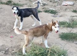Pure Breed Siberian Huskies for Sale!!!