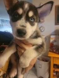 Husky puppies Need a forever home
