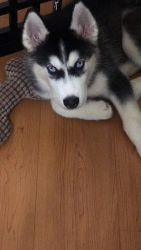 4month old male Siberian Husky for sale
