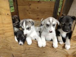 Husky Puppies For Sale