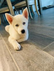 white beautiful male husky needs a new home 4month old