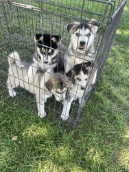 I had these beautiful huskies ready for a new home