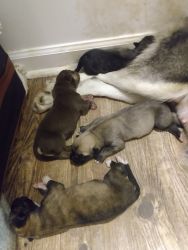 Pitsky puppies for sale