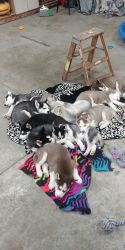 11 huskie pups for sale