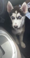 Husky puppy for sale female!!!