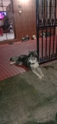 Male husky looking for a lovable home. With out paper