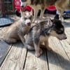Husky puppies