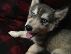 2 Siberian Husky Female puppies looking for a new home!