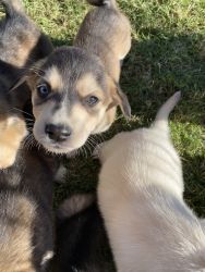 Husky/flat coated retriever pups