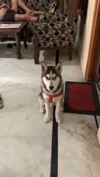 Husky with lots of talent and stamina, energetic and focused