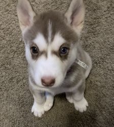 Husky Puppies looking for a new home
